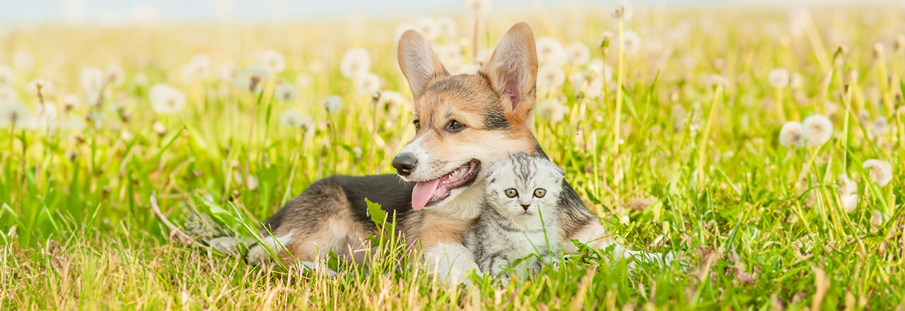 ペットイメージ 2